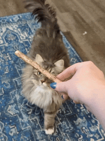 Cat voluntarily interacting with a silvervine chew stick