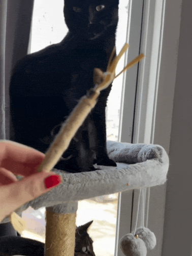 OvaPet Silvervine Chew Sticks