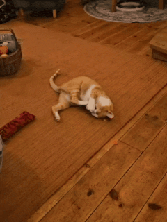 Cat calmly investigating a silvervine chew stick during introduction